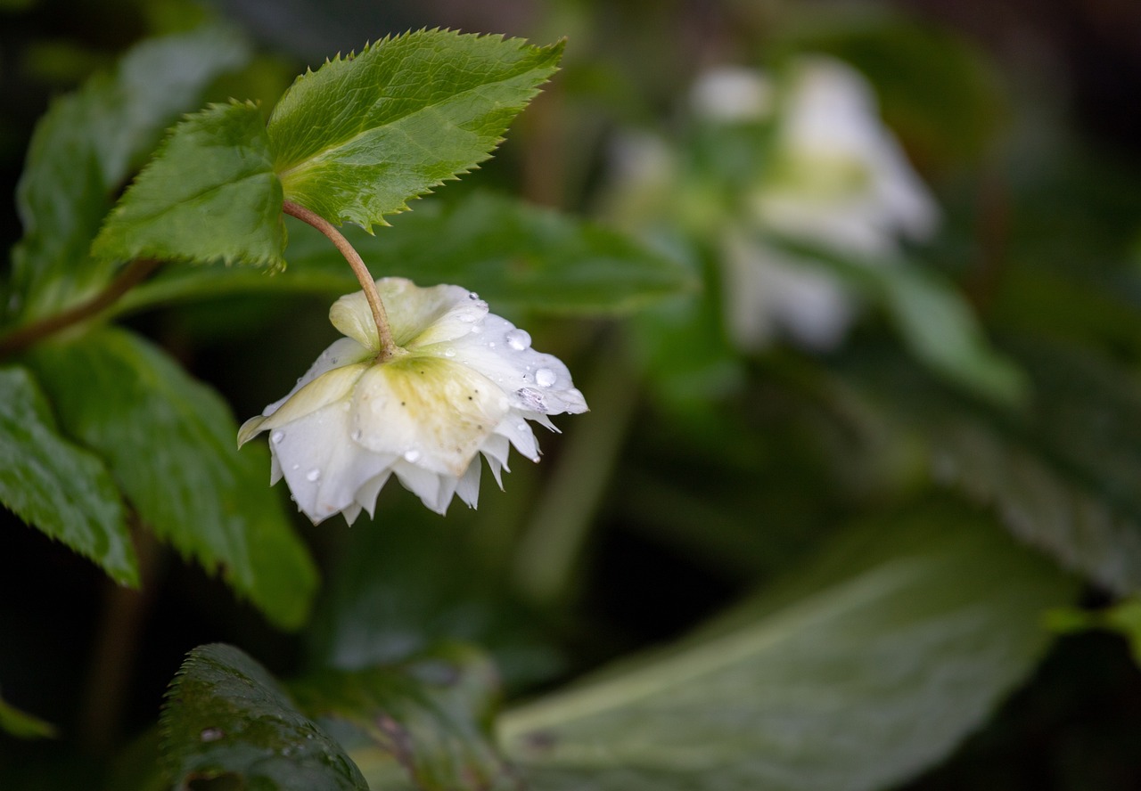 hellebore-4802548_1280.jpg