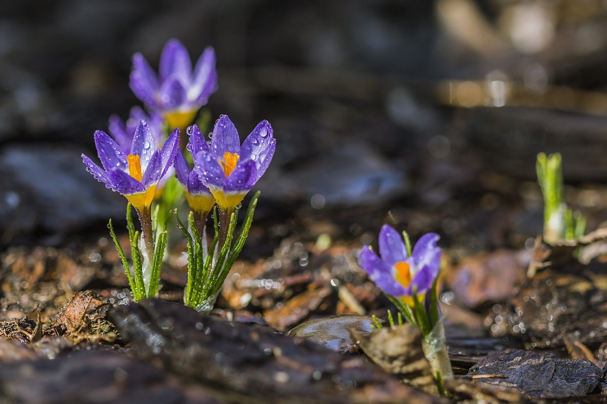 purple-crocus-1280428_1920.jpg