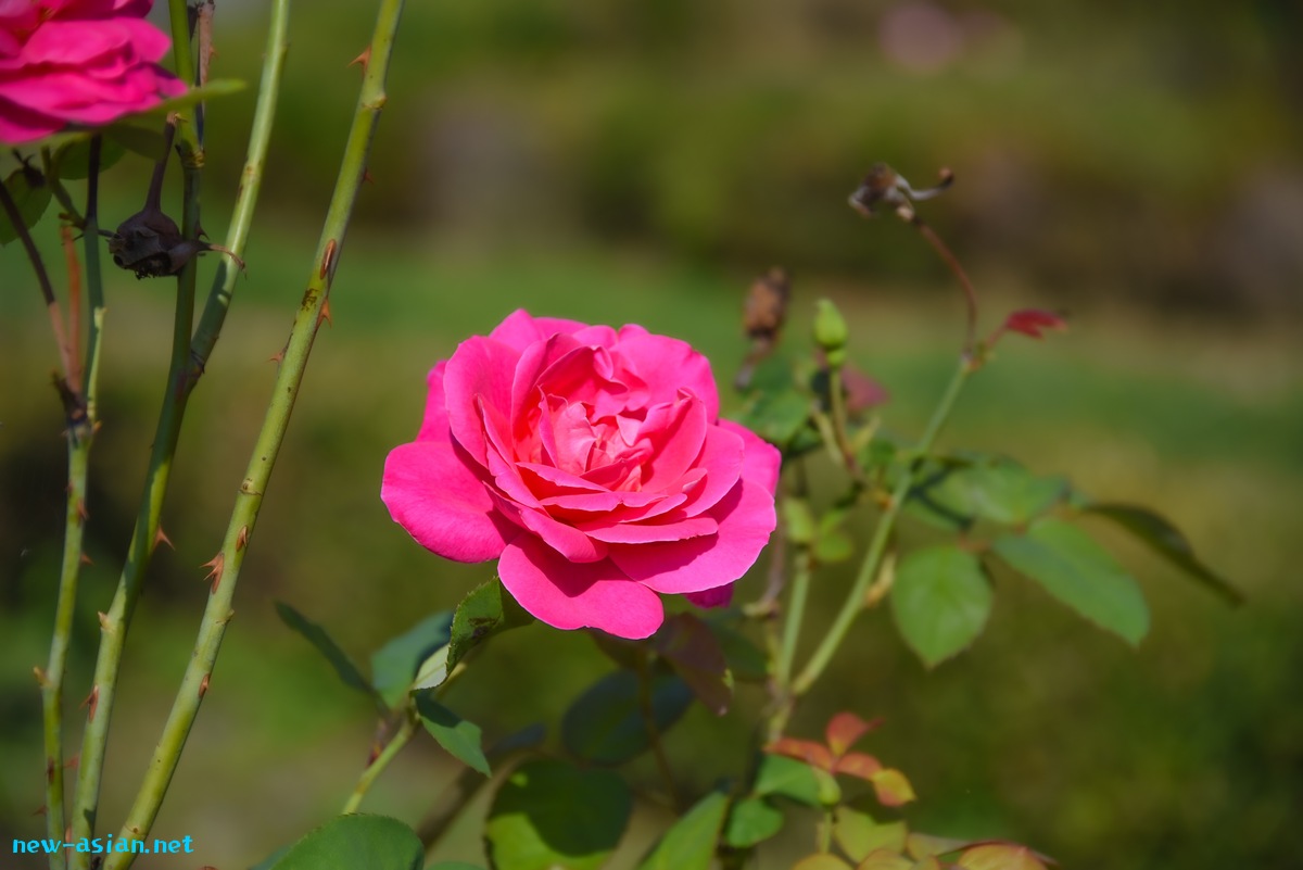 DB7700A3-7244-4FA6-81EF-8C4A2624853D.jpeg