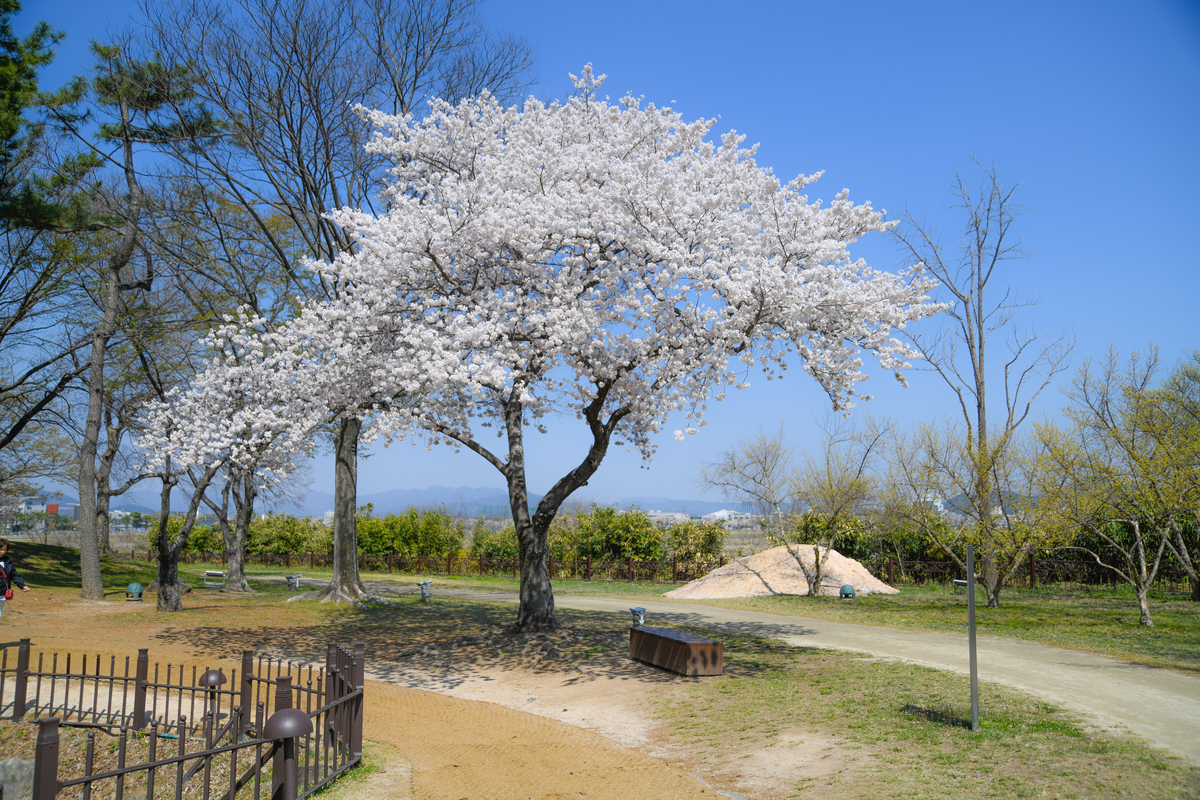 DSC_0247-196.jpg
